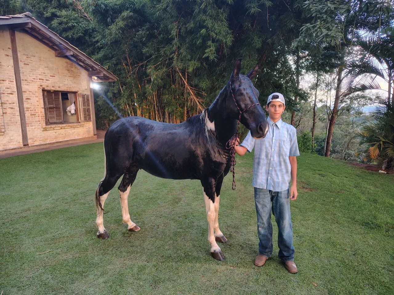 Cavalo bom de sela a venda! - Foto 4
