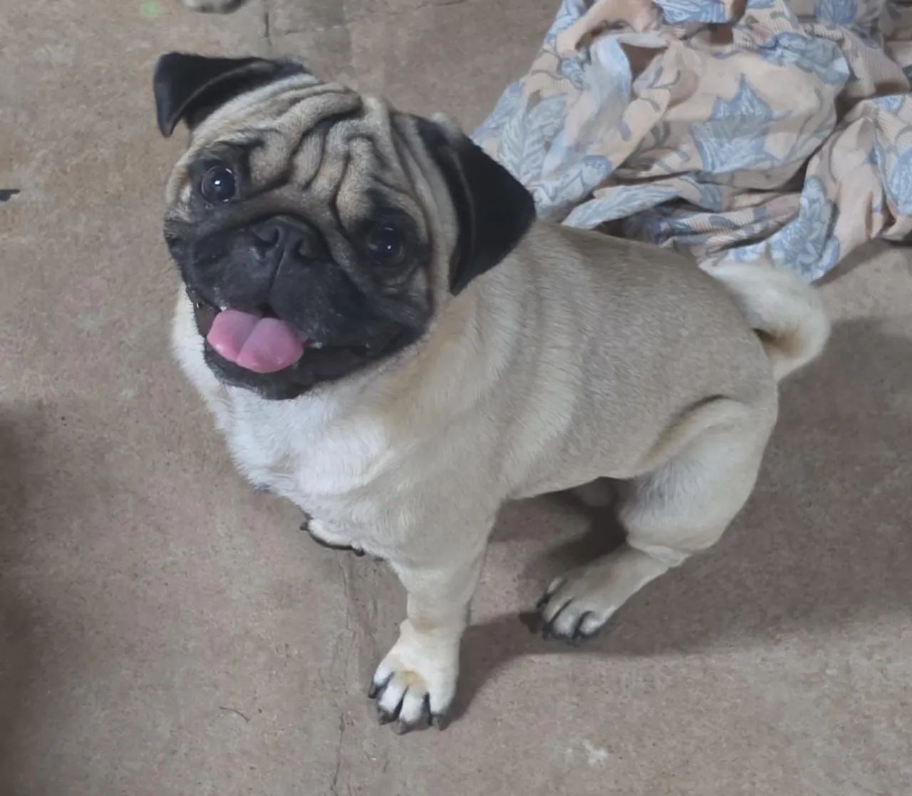 Pug - Foto 5