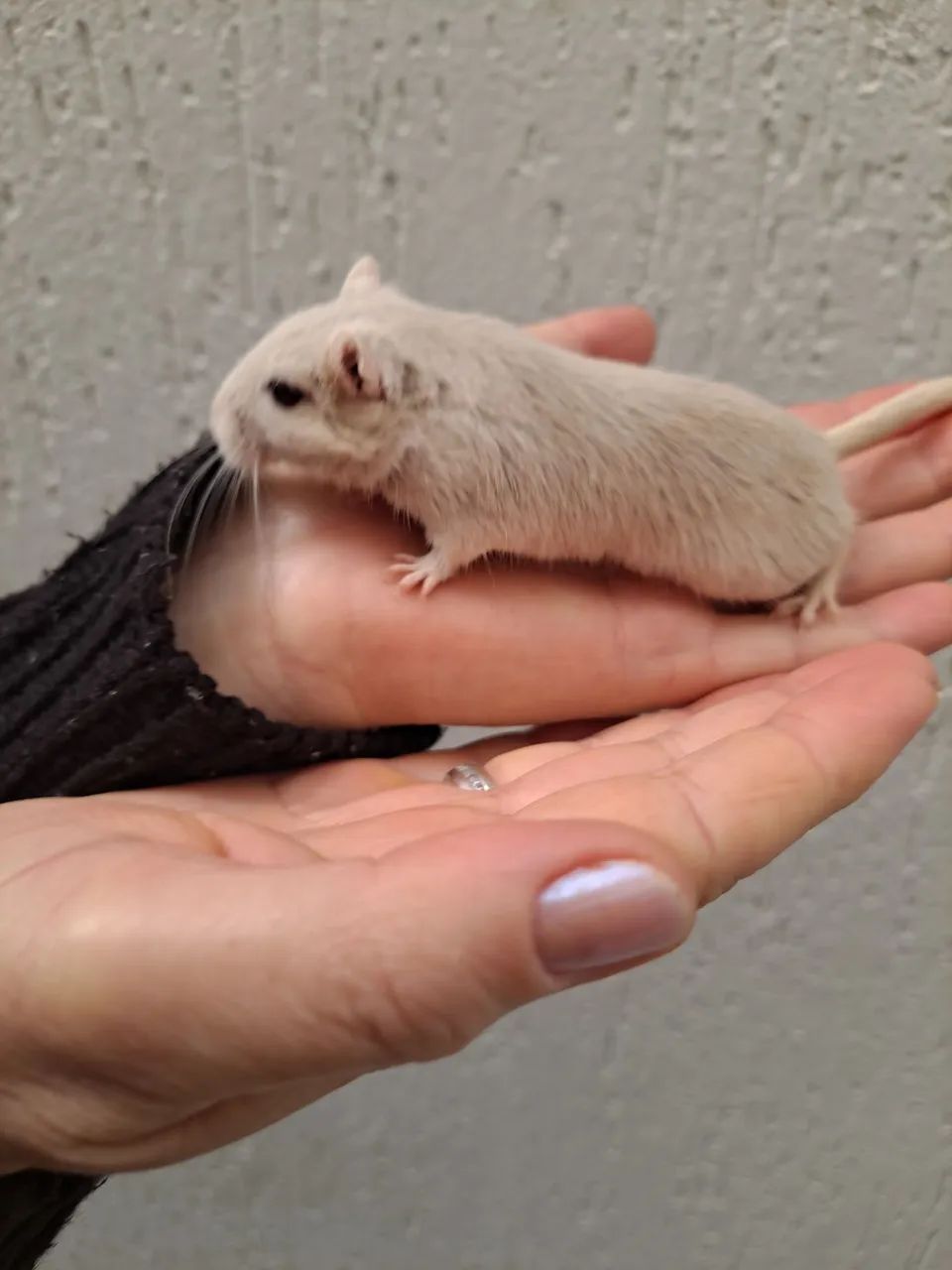 Esquilo da mongolia Gerbil Dove (legitimo)