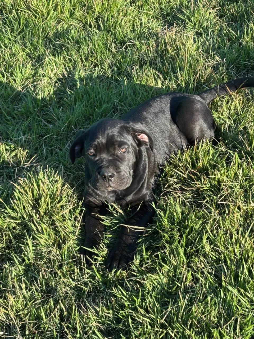 Filhote de Cane Corso  - Foto 3
