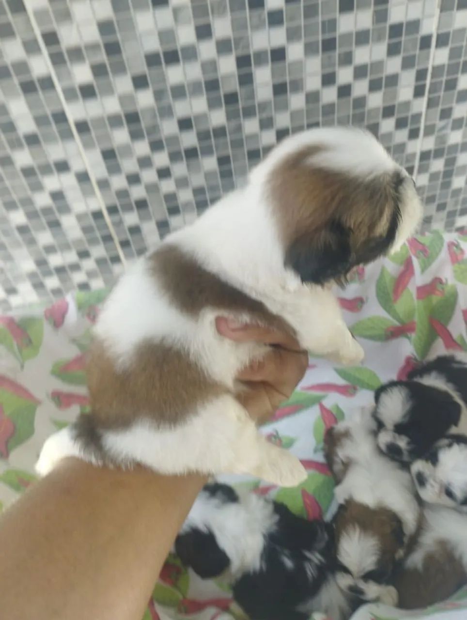 Vende se cães  - Foto 4