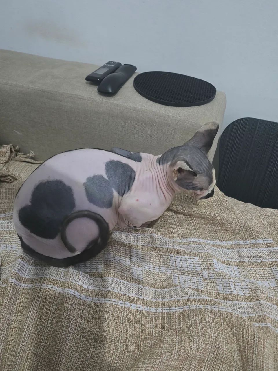 Gato Sphynx Macho com Pedigree - Foto 4