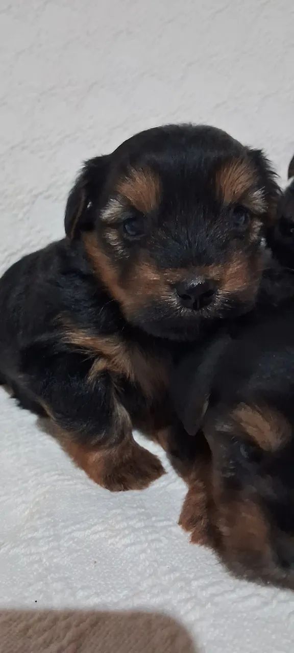 Lindos filhotes Yorkshire Terrier  - Foto 2