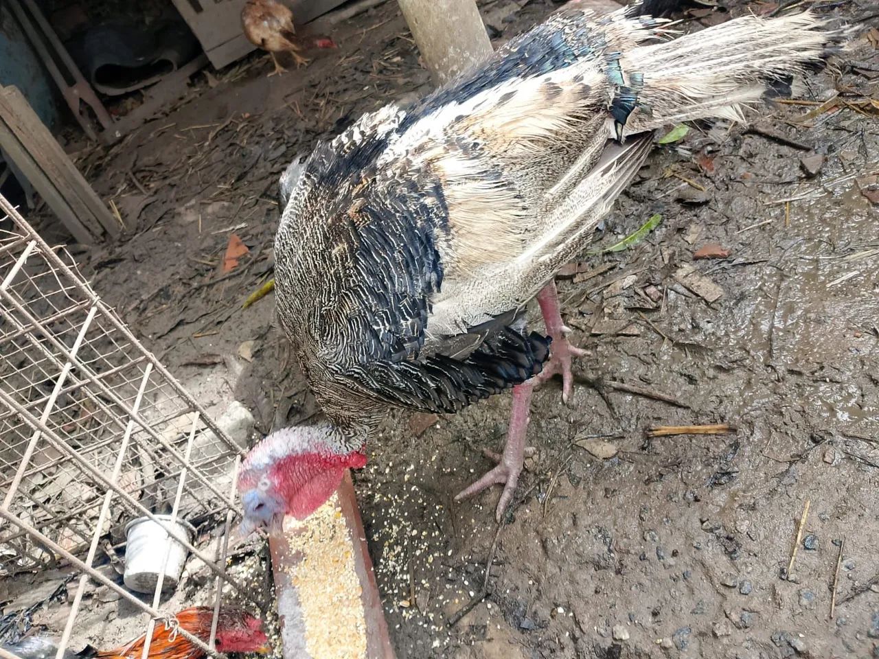 Peru - Foto 2