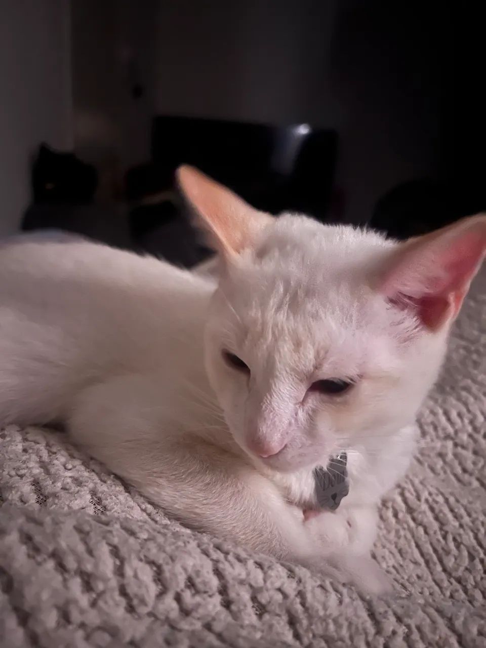 Gato branco  - Foto 5
