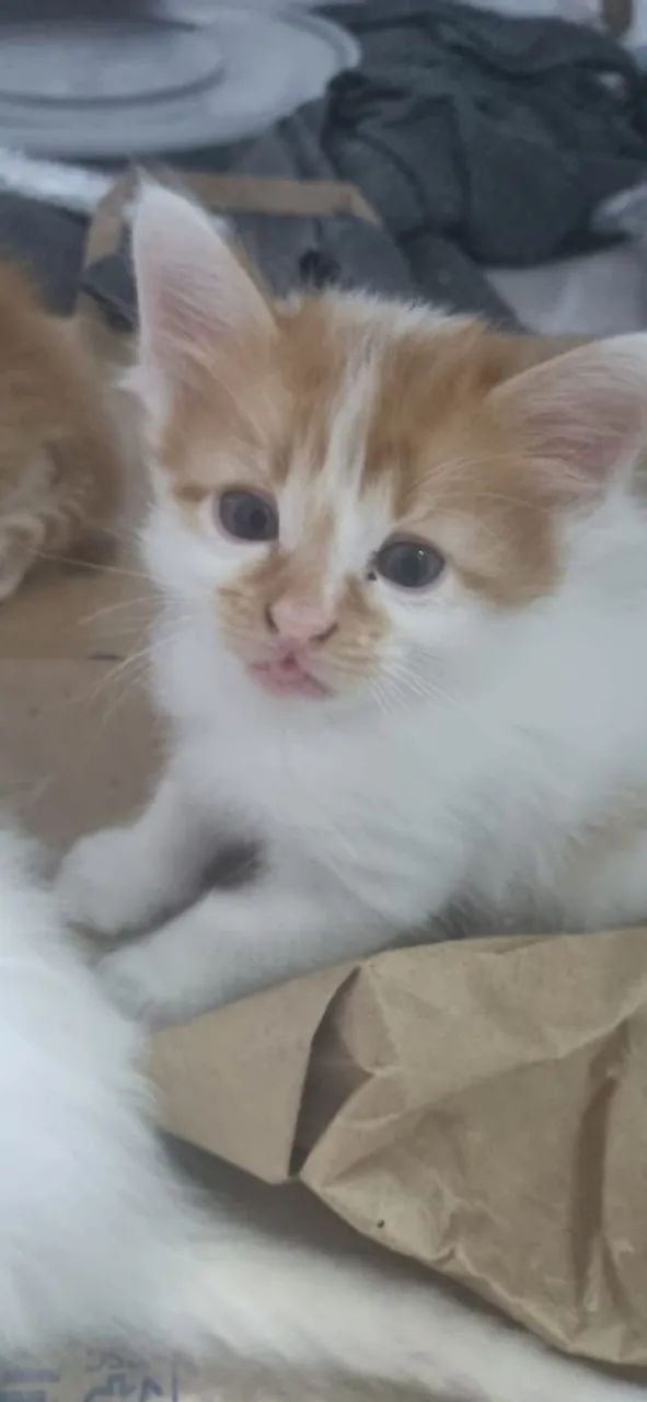 Doação de gatinhos filhotes