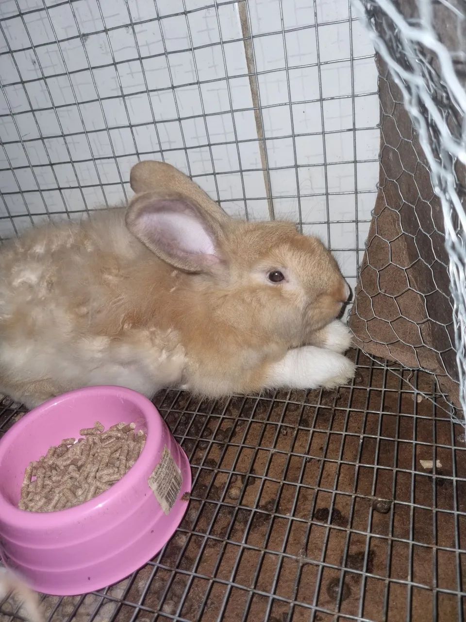 Coelhos macho adulto - Foto 2