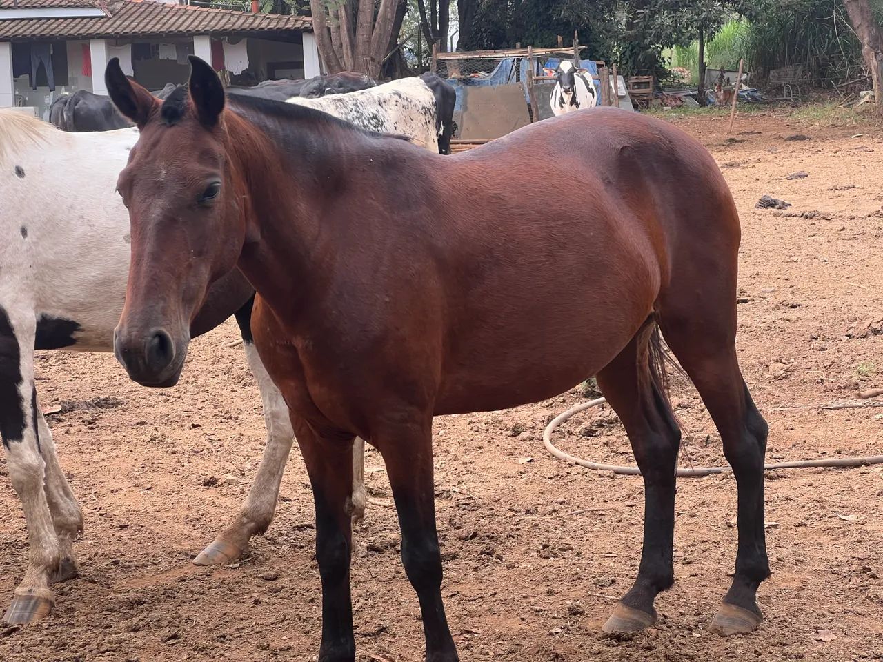 Égua castanha  - Foto 5