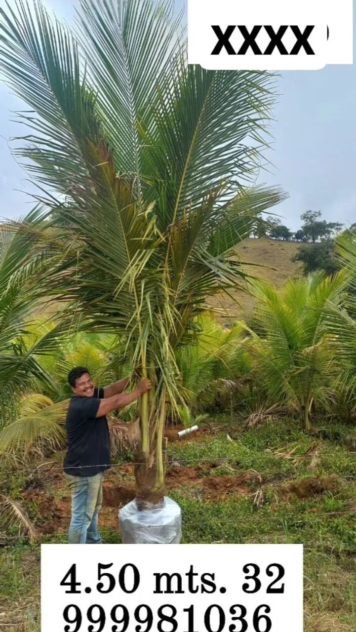 Mudas de coco anao verde. Favor ler o anúncio.  - Foto 5