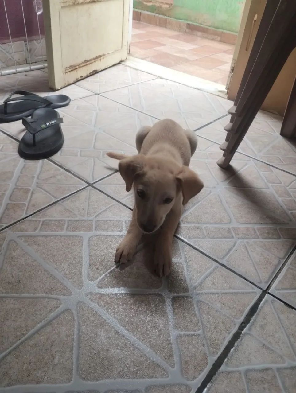 Adoção responsável 