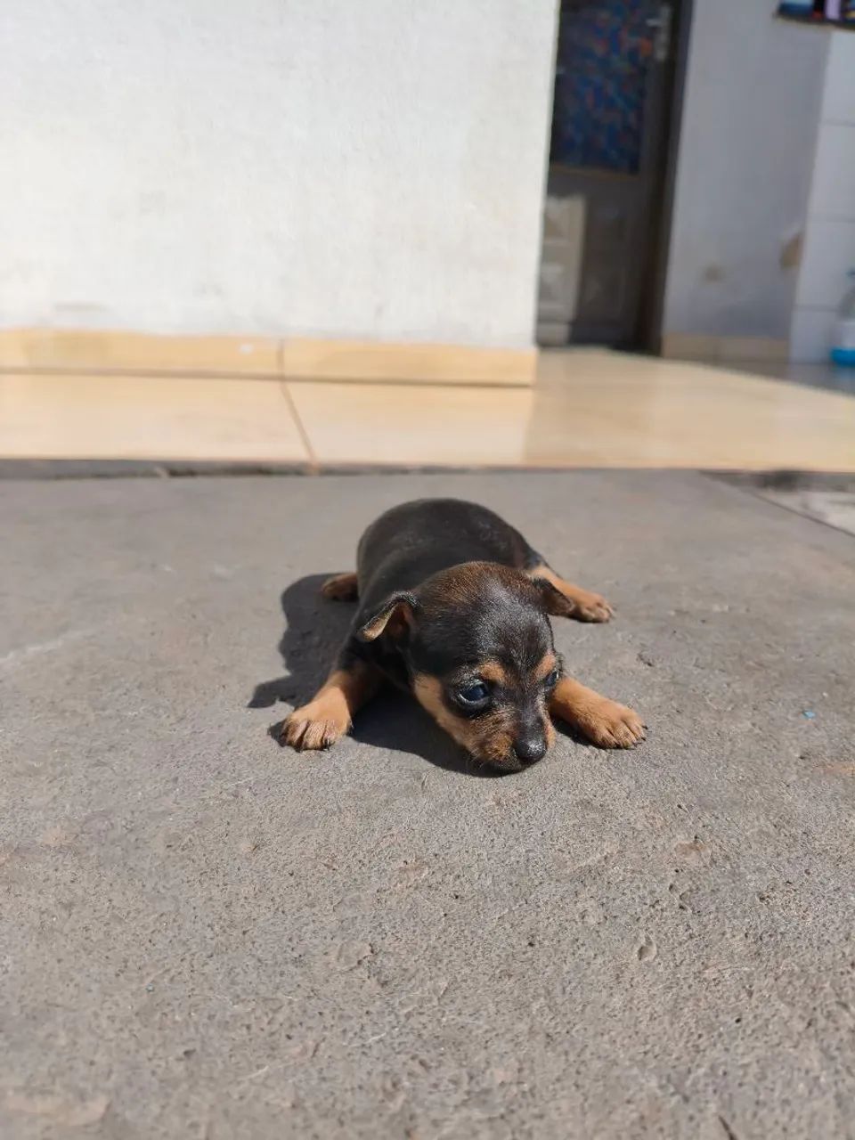 Pinscher 0 - Foto 5