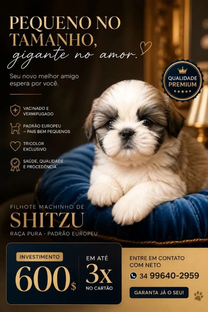 Shitzu filhote Macho  - Foto 5