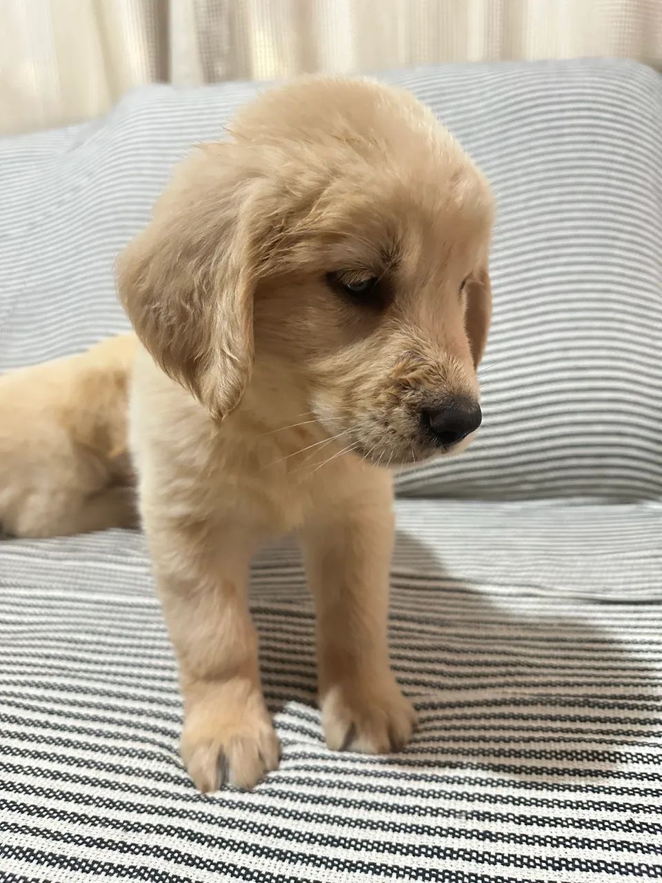 Golden retriever - Foto 4