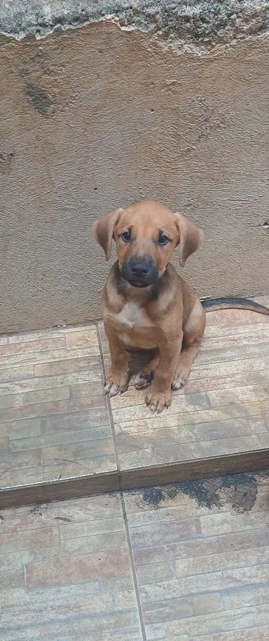 Doação de cachorrinhos.  - Foto 3