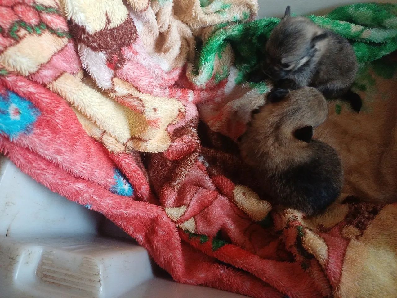 Animais de estimação  - Foto 2