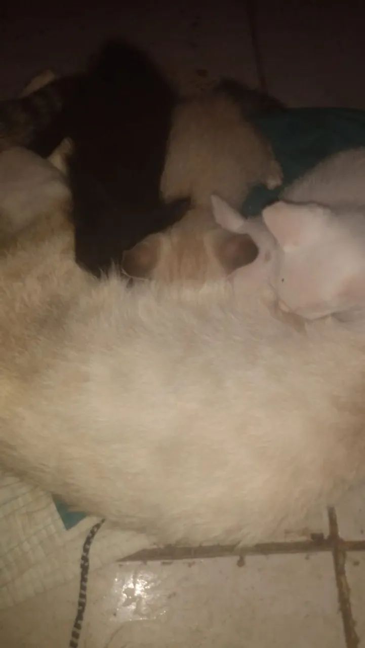 Adoção Responsável gatinhos  - Foto 3