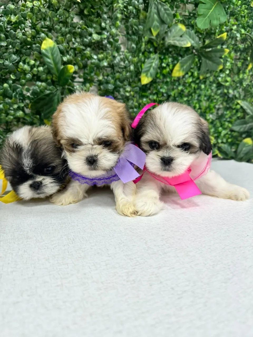 shihtzu com vacina