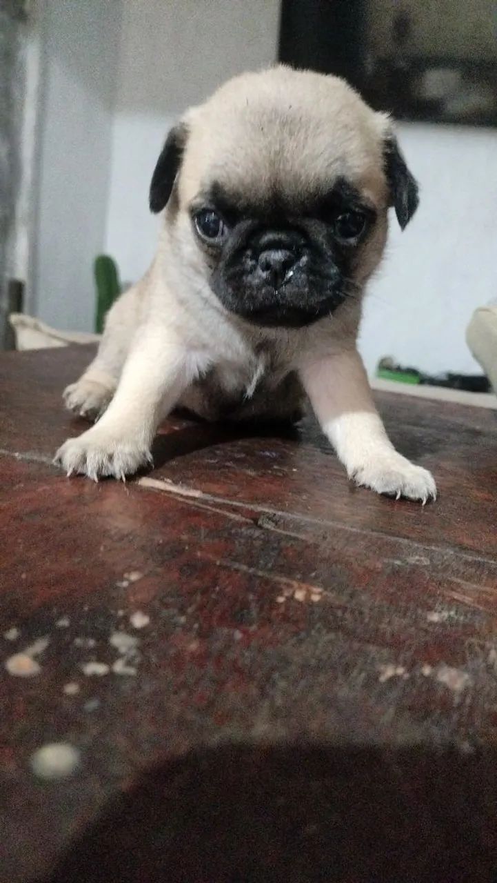 Pug macho  - Foto 3