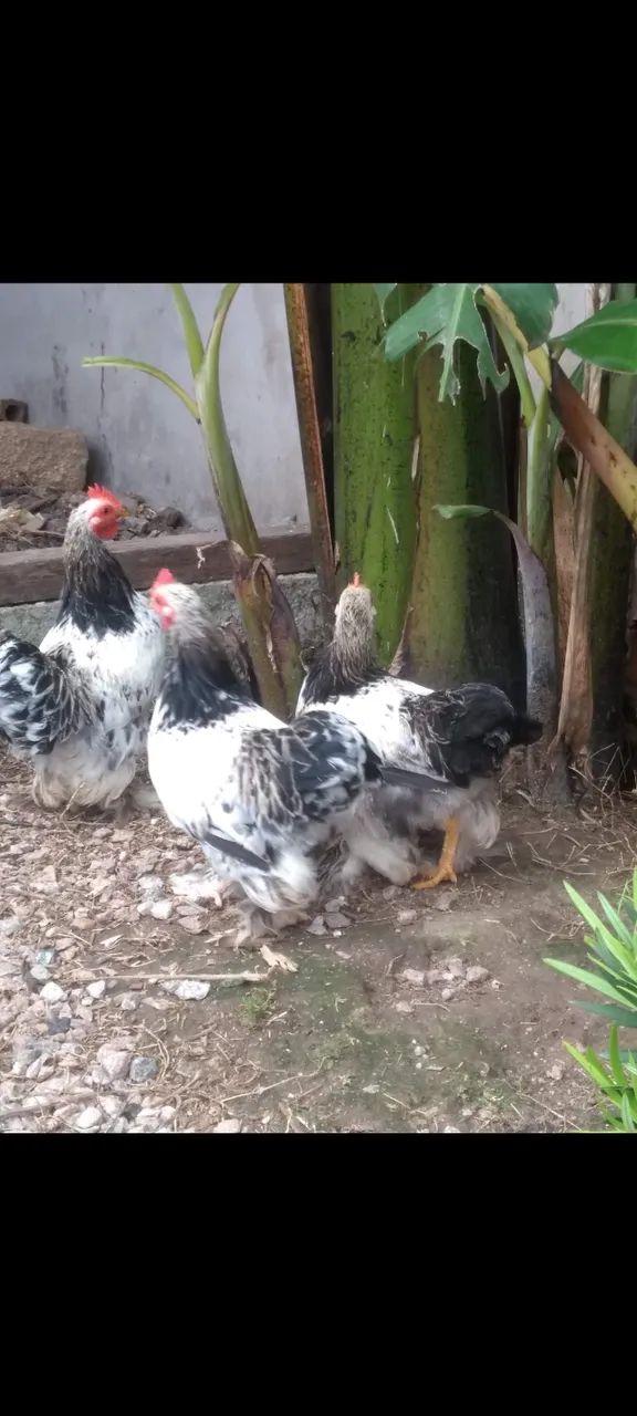 Para ir hoje Galinhas mini cochim - Foto 2