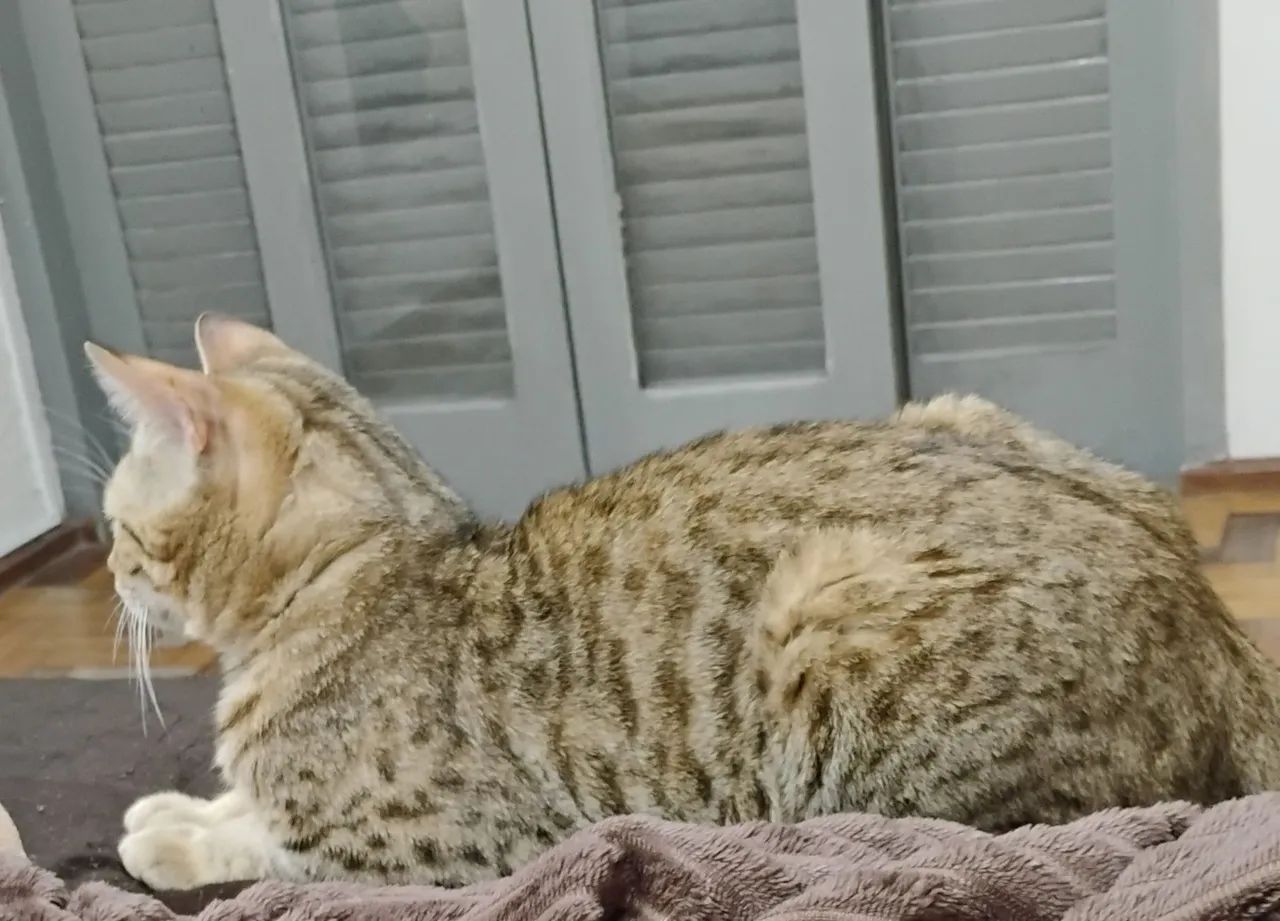 Gato Bengal  - Foto 2