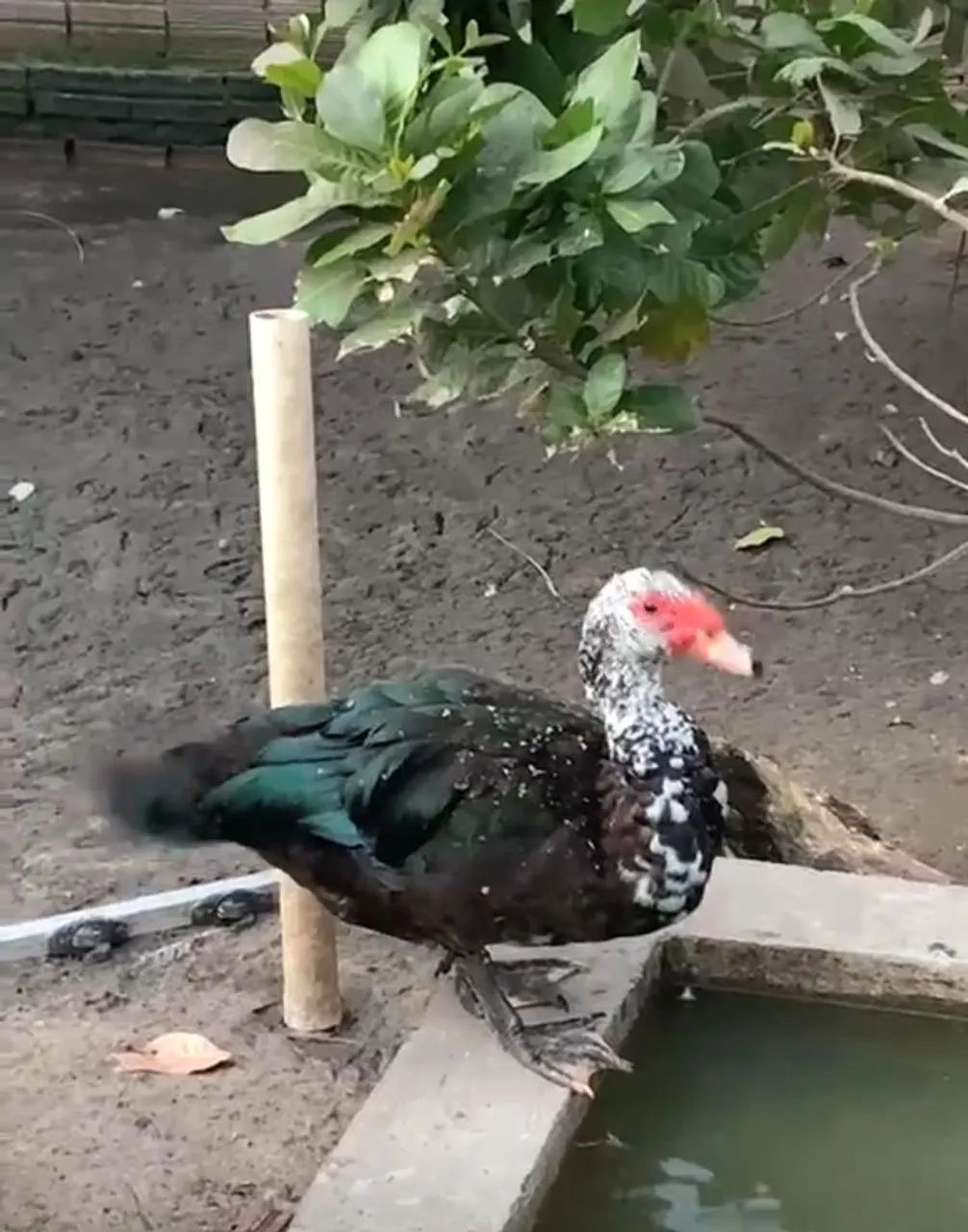 Pato
