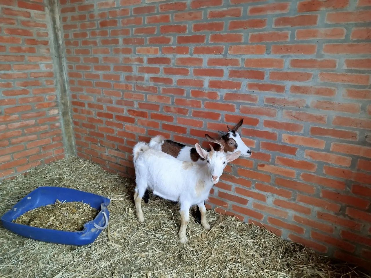 Mini cabra mini bode mini cabrito - Foto 4