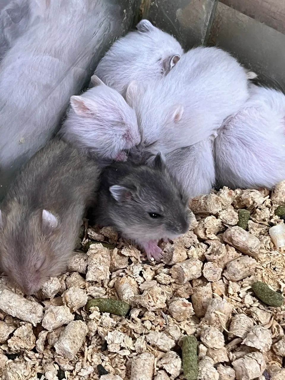 Hamster anão russo  - Foto 4