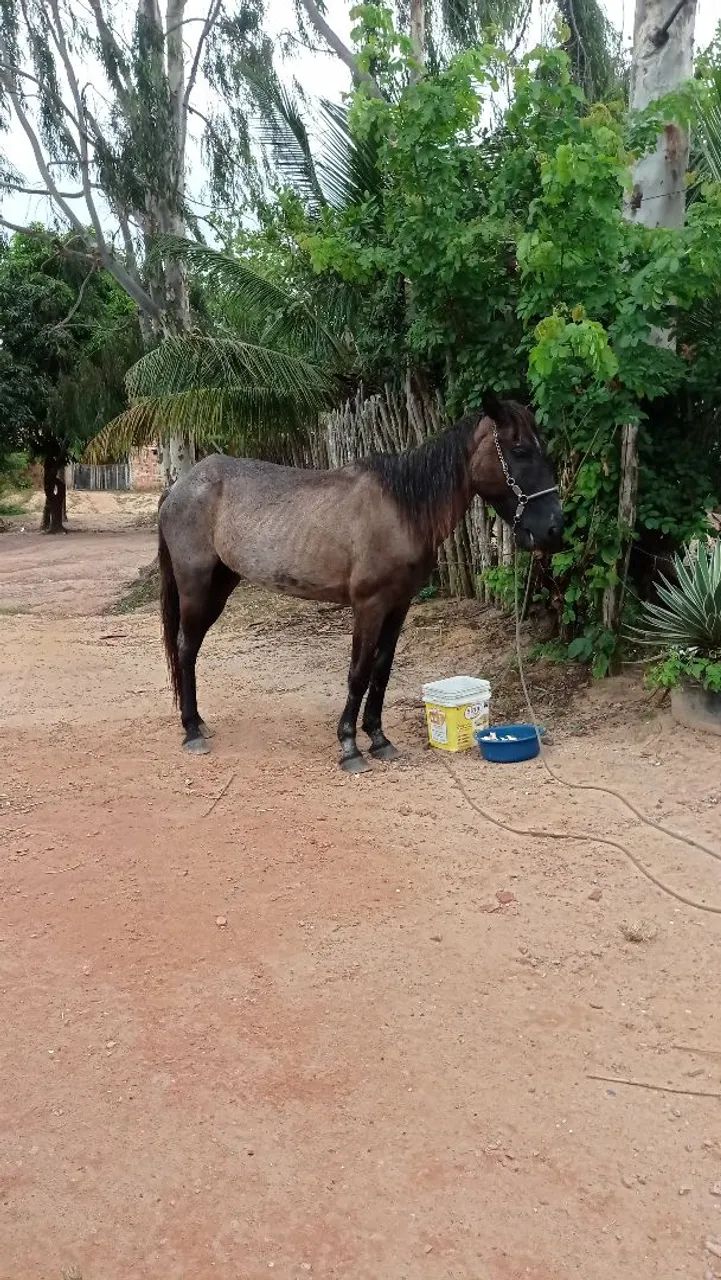 Cavalo 