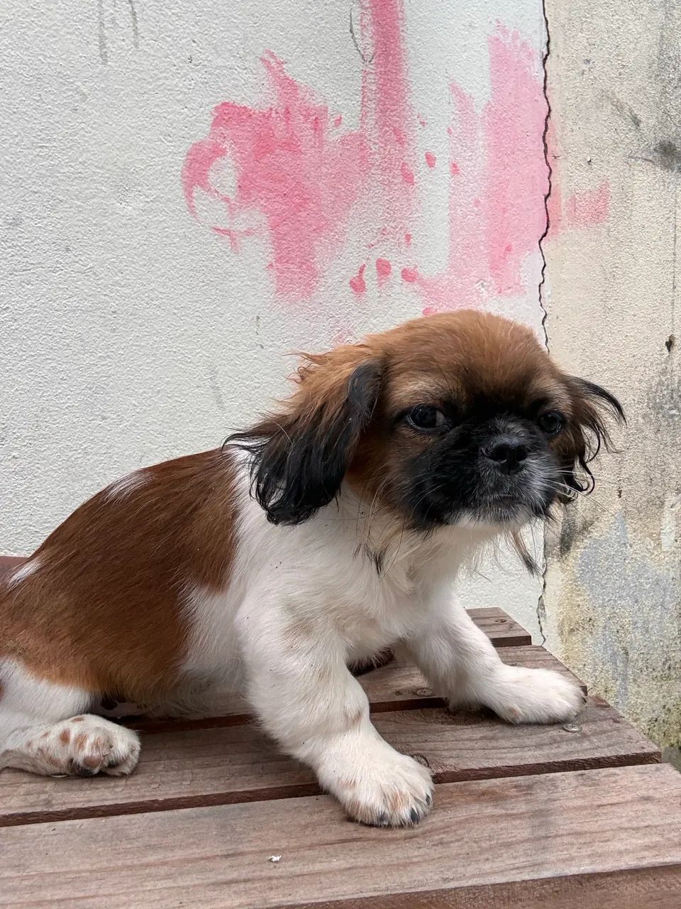 Cachorro Pequinês - Foto 3