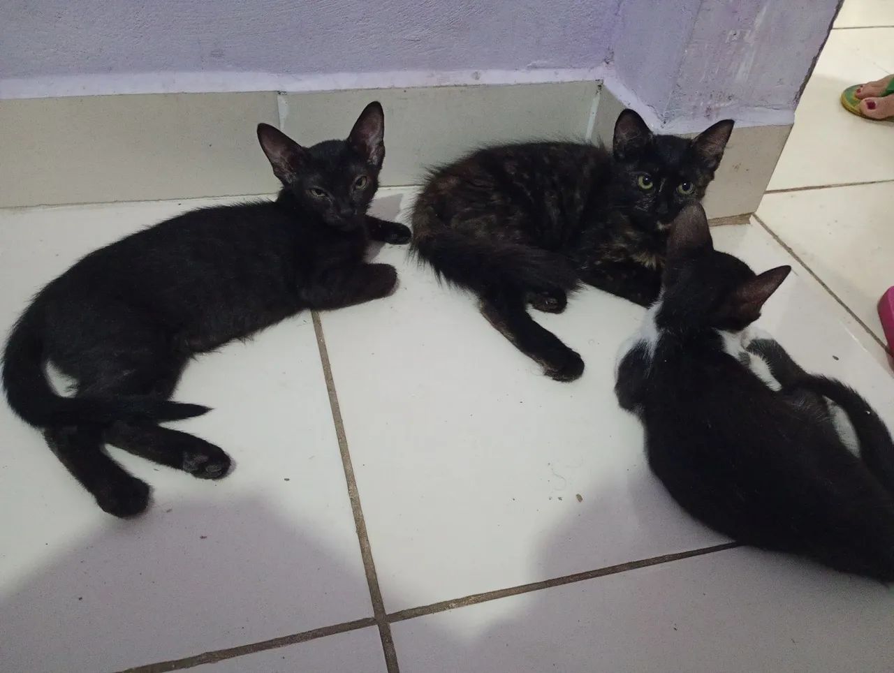 Doando filhotes de gato em santa luzia 