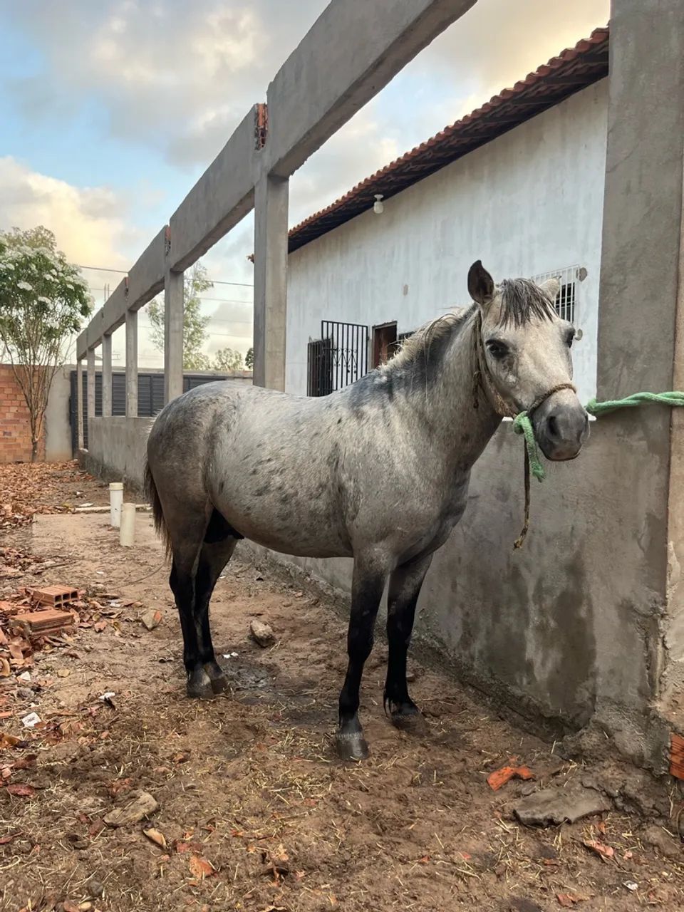Ponei garanhão  - Foto 3