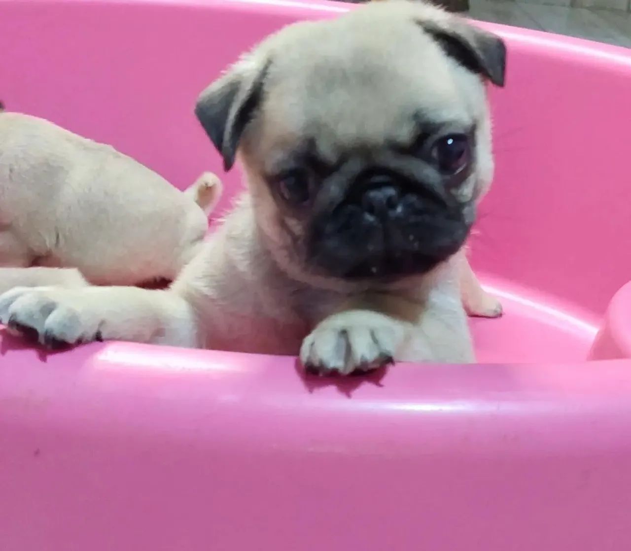 Pug pequenos e com suporte ?