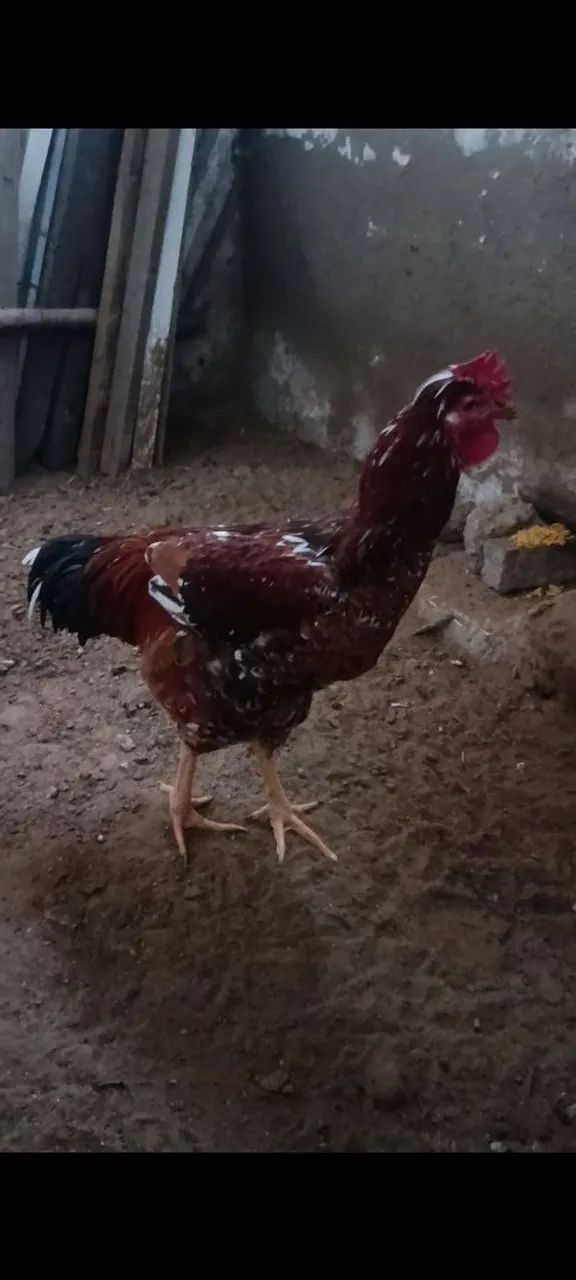 Frango Gsb 