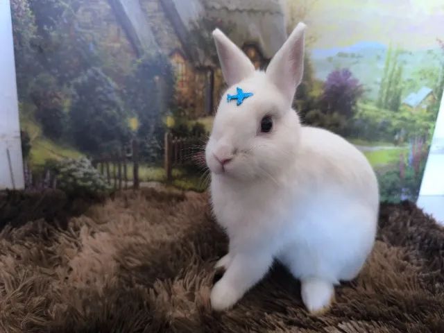 Netherland Dwarf (Coelho Anão)
