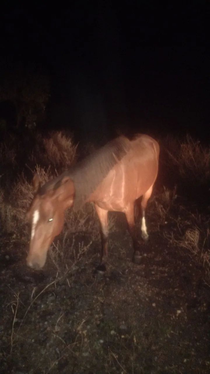 Lindo Cavalo - Foto 3