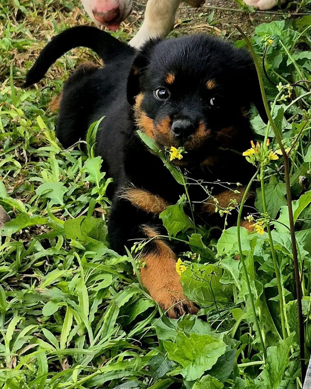 Rottwaller  - Foto 2
