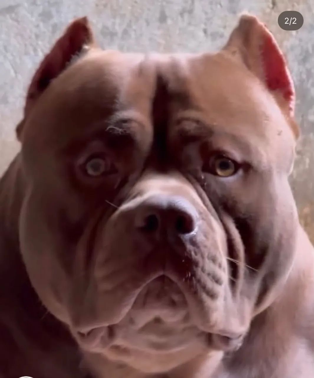 Filhote de pit monster de 6 meses