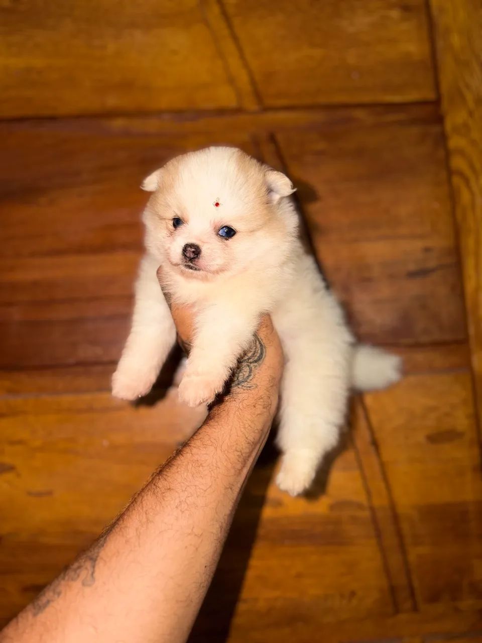 Spitz alemão  - Foto 3