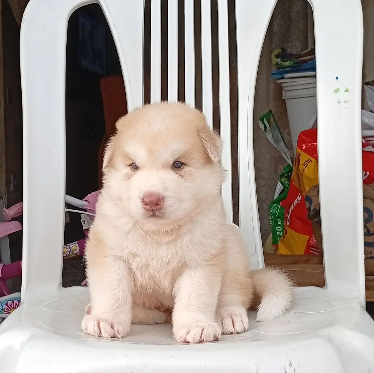 Husky siberiano macho 