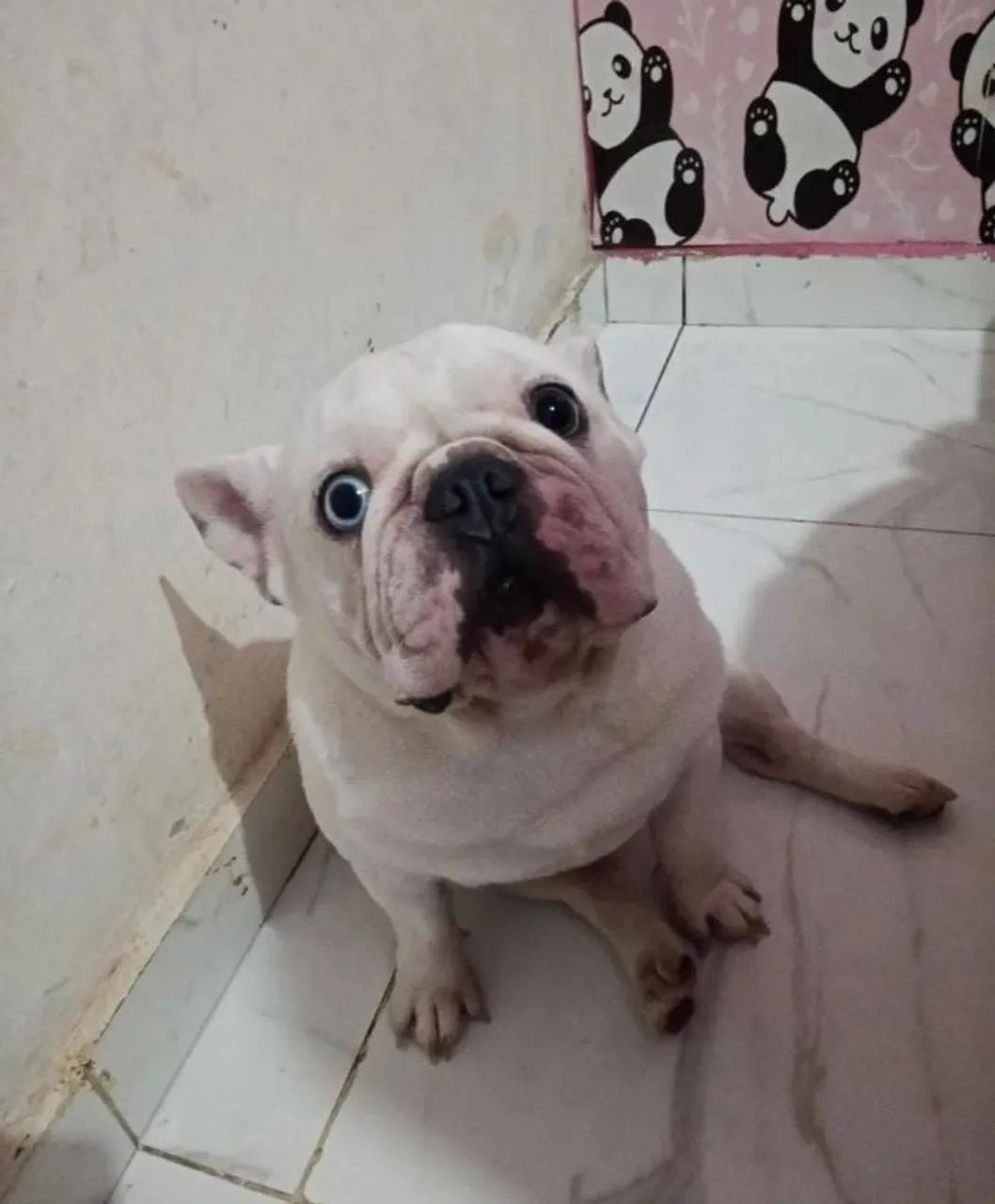 Bulldog Francês para cruzar  - Foto 3