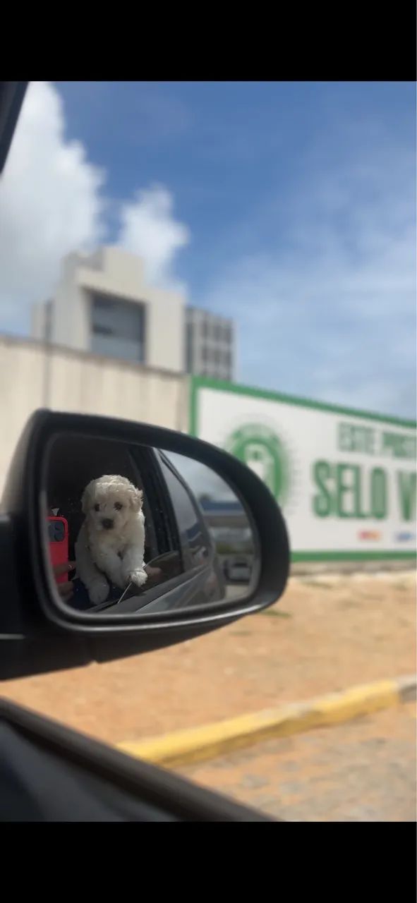 Vendo filhote de poodle 