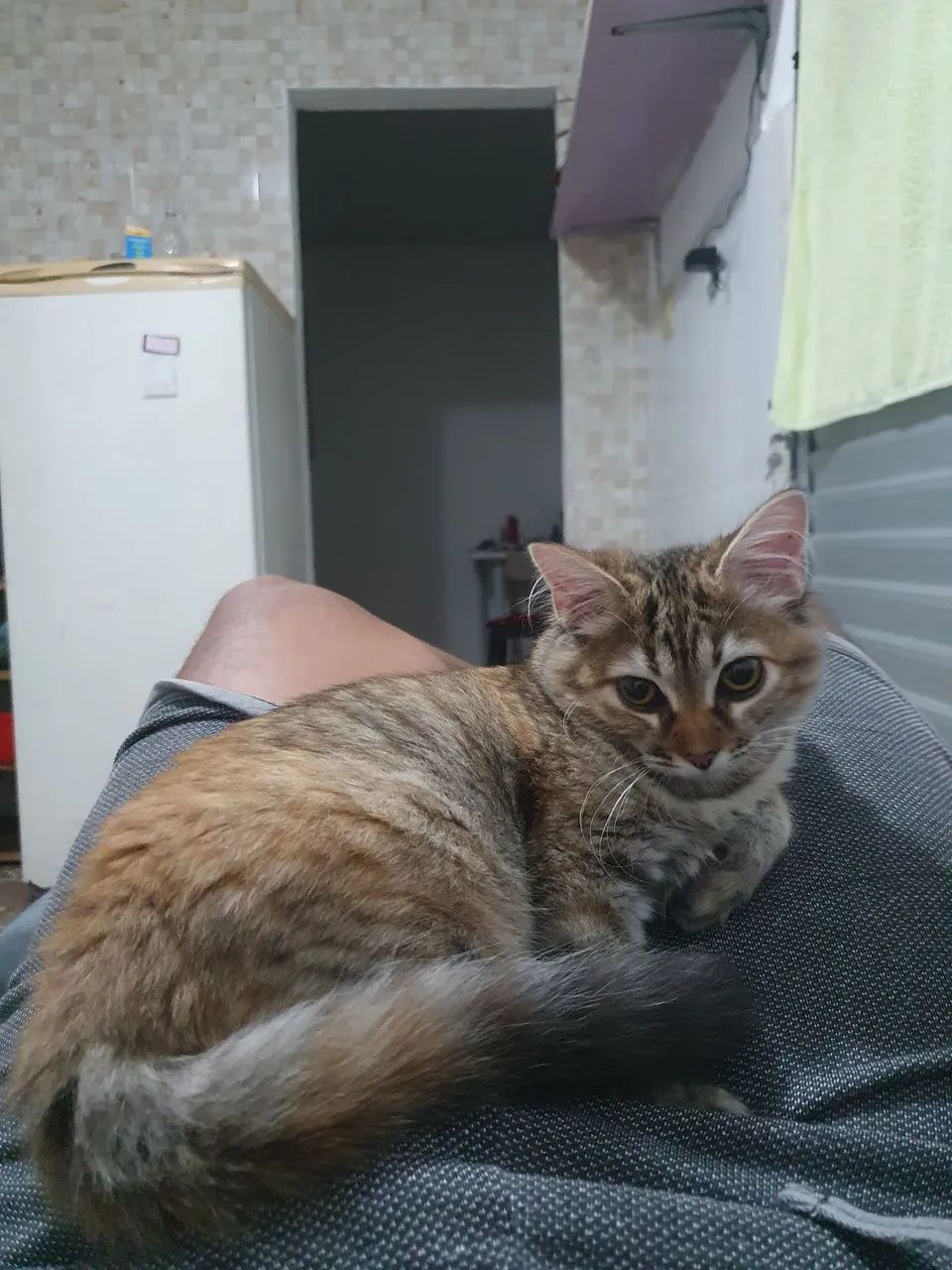 Adoção responsável  - Foto 4