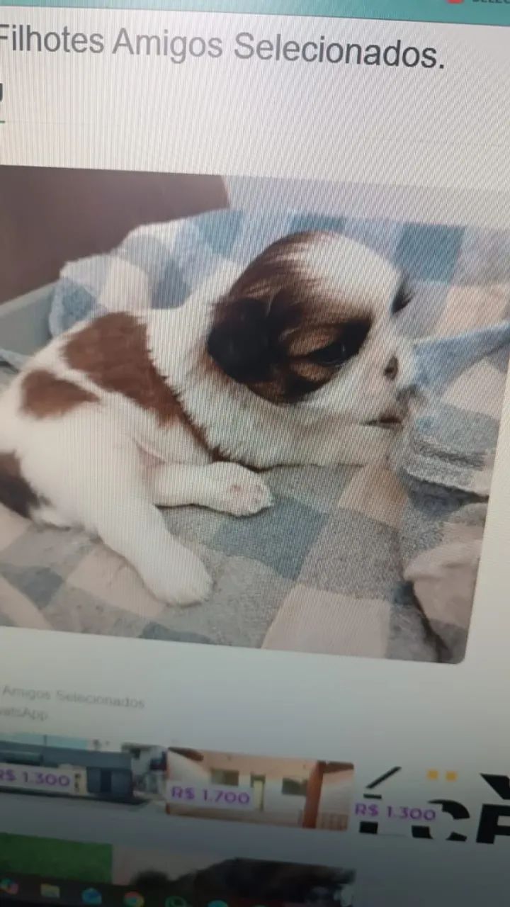 Lhasa Apso Filhotes Divertidos. 