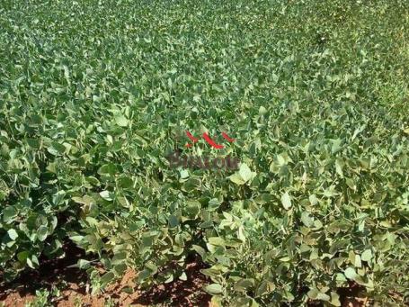 8051 | sítio à venda em não informado, pitanga - Foto 3