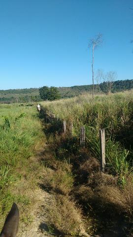 Imperdível vendo excelente Fazenda em Bom Jardim-Ma - Foto 5