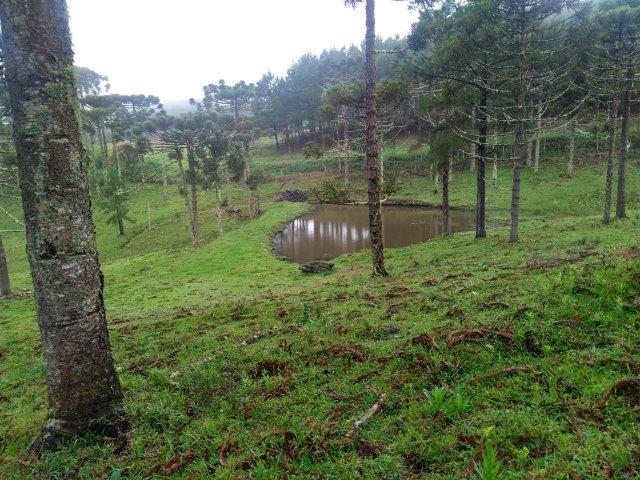 Propriedade Rural em São Francisco de Paula/RS - Rincão dos Kroeff - Foto 9