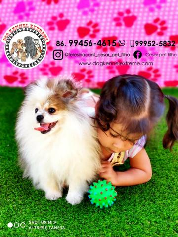 Spitz Alemão (Com Pedigree) Canil Especializado Em Raças Pequenas Em Teresina