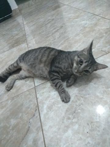 Adoção de gata adulta - Foto 2