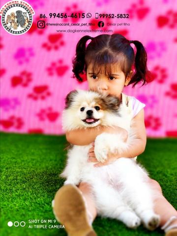 Spitz Alemão (Com Pedigree) Canil Especializado Em Raças Pequenas Em Teresina - Foto 3
