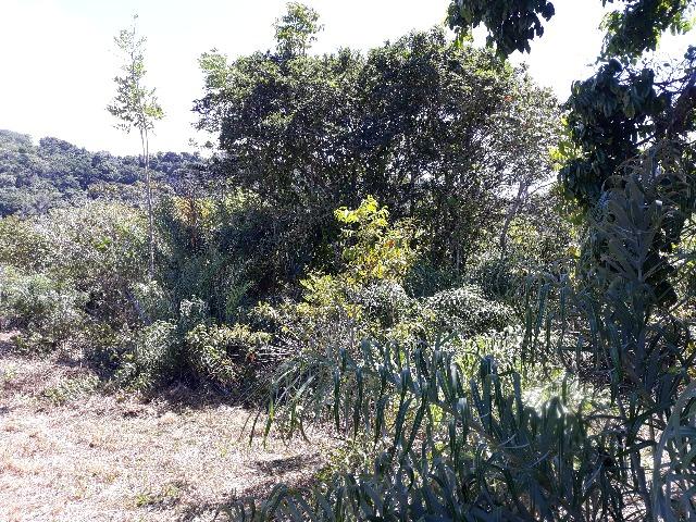 Lote rodovia - ilheus-itacare a 900 metros da praia - Foto 4